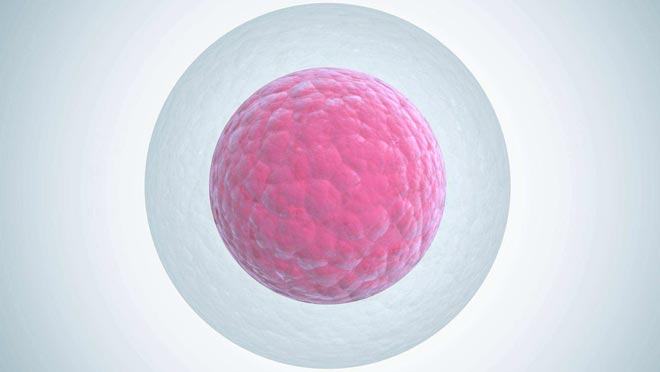 美国试管婴儿囊胚移植，鲜胚和冻胚哪个好？-3